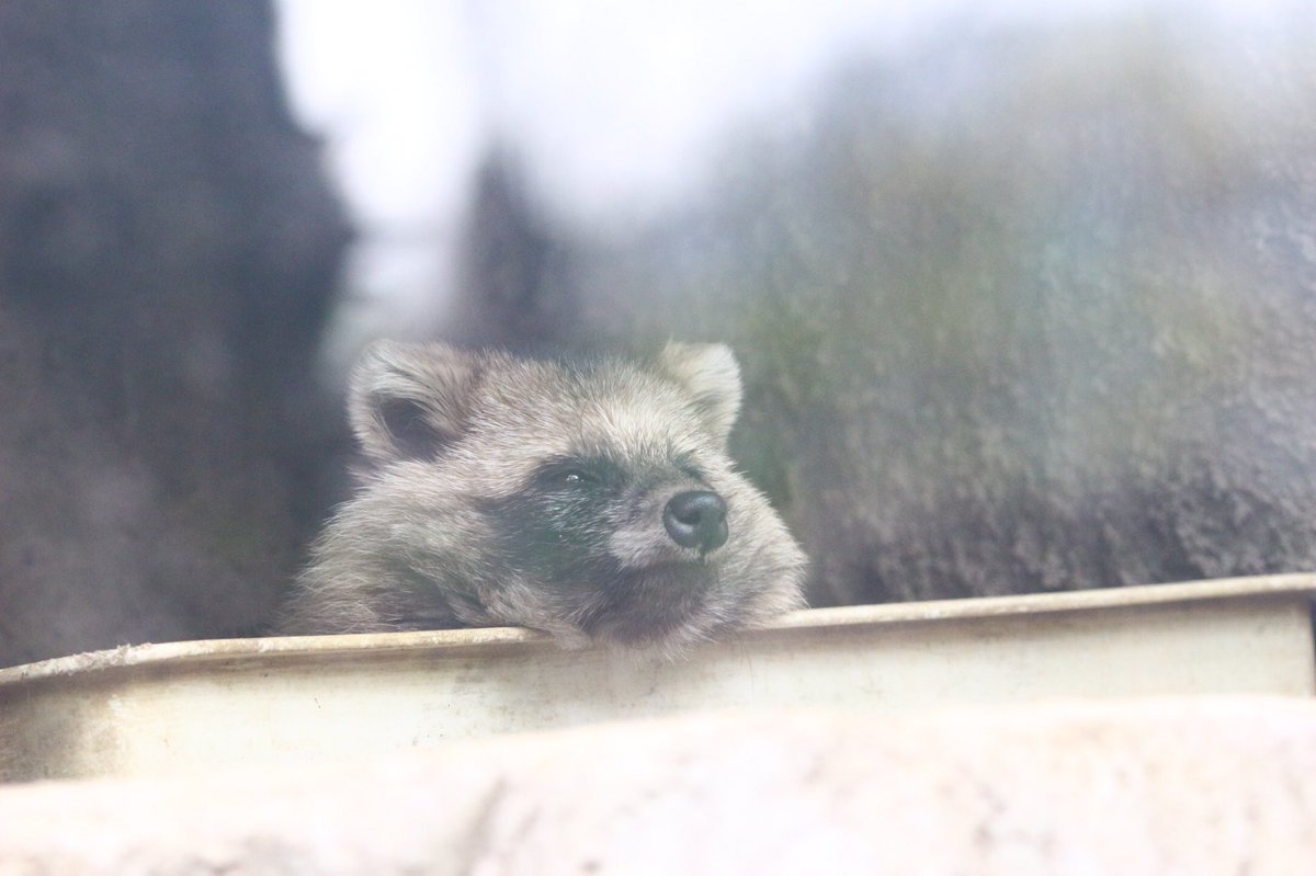まぁまぁたぬきをどうぞ
#天王寺動物園 #ホンドタヌキ