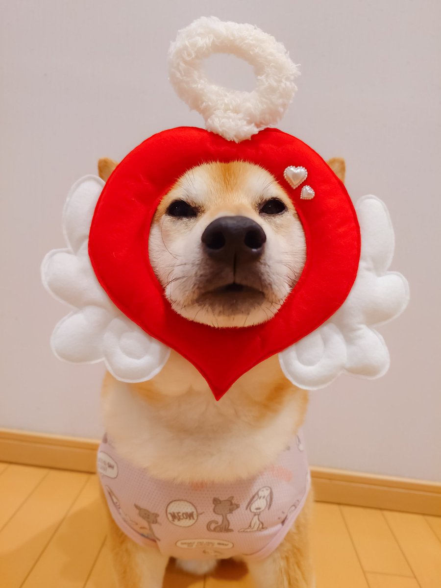 くまにょふ tweet media