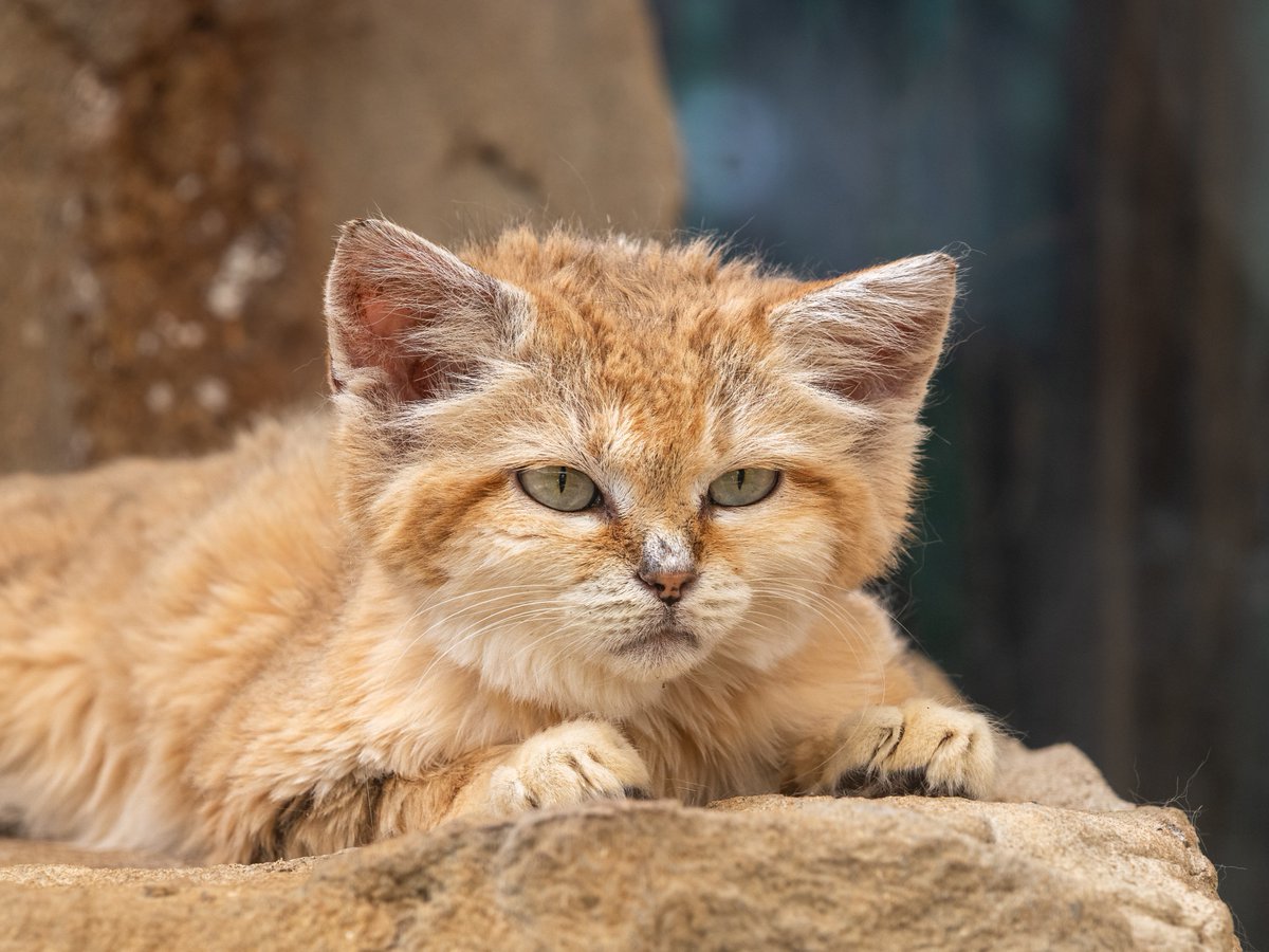 Animal Planet tweet media