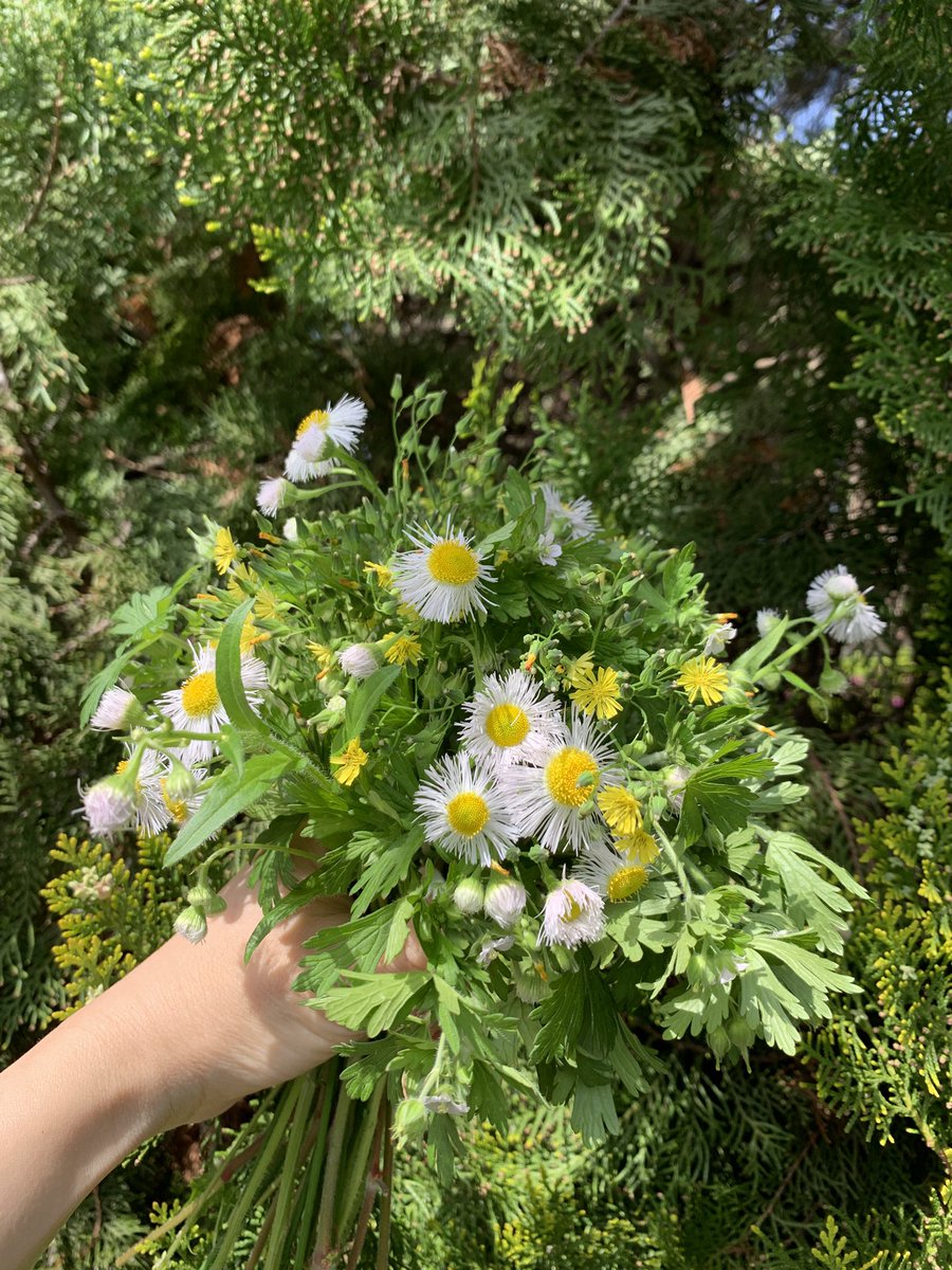 imag_botanical's tweet photo. 【春を楽しむ道草ブーケ】
ハルジオンが咲き出しました
春の道草も少しずつ変化してきましたね
花の発色も透明感が増して爽やか

ハルジオン、オニタビラコ、アメリカフウロ https://t.co/bJDxxgRaH7