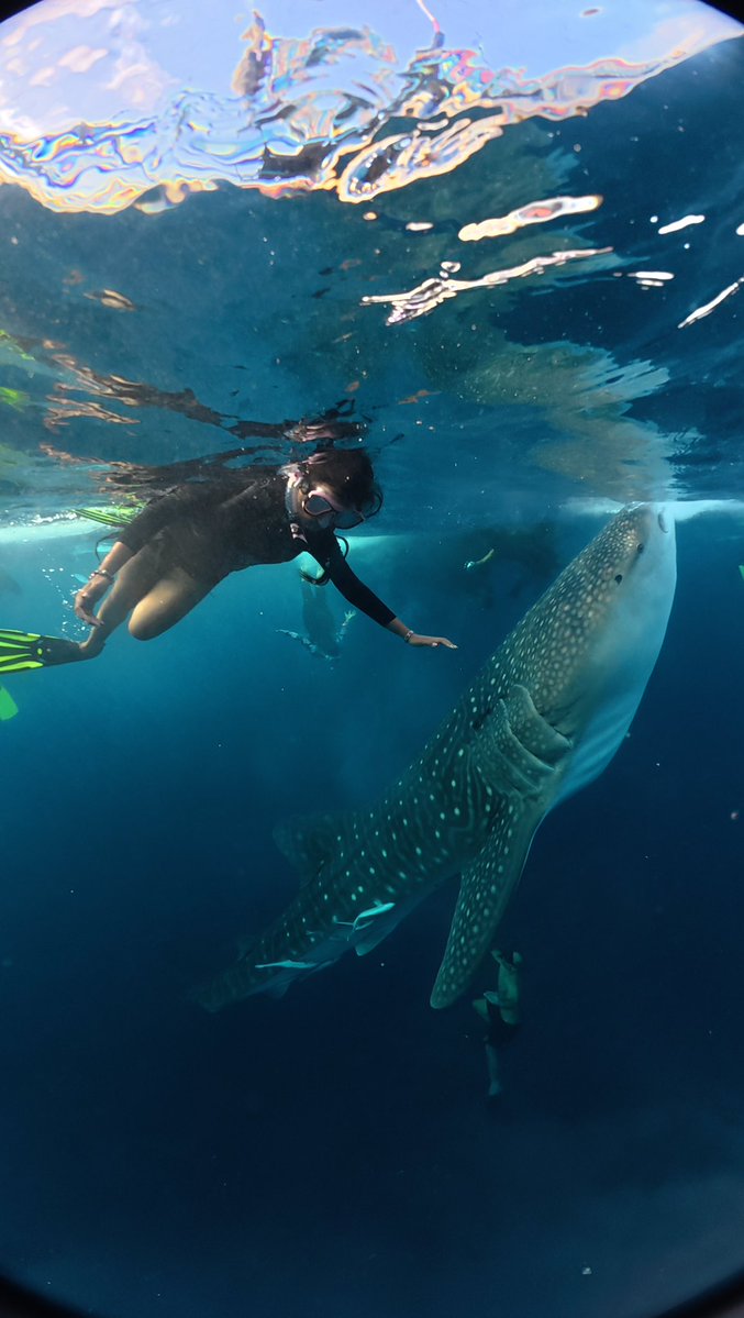 isa amane tweet media