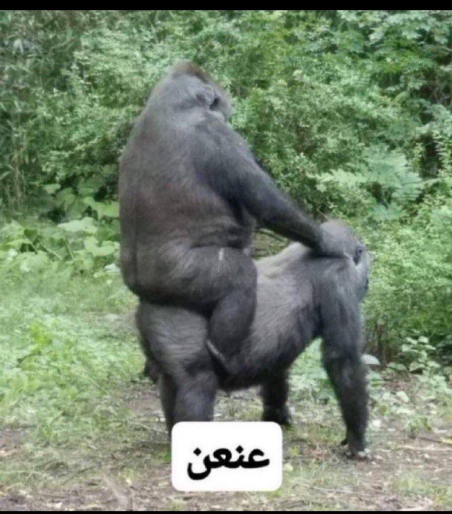 فيصل.. tweet media