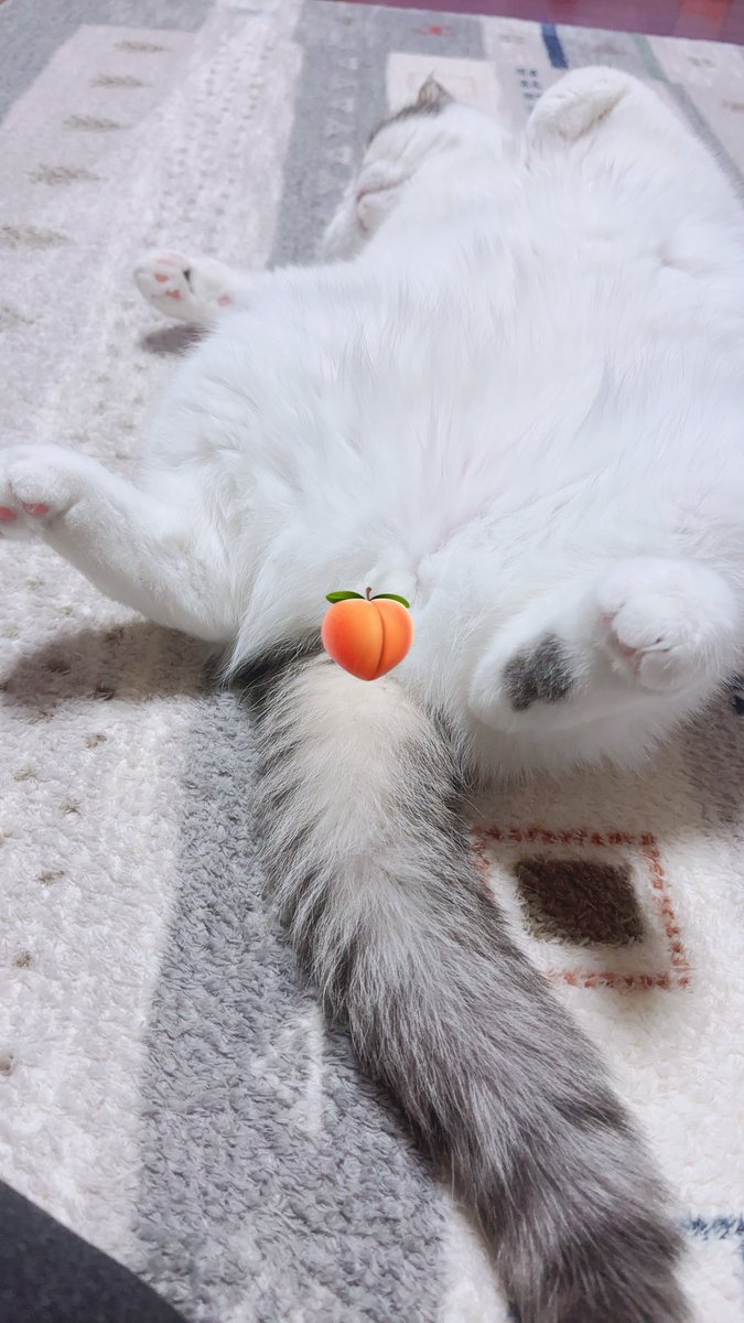 MIRU🐾ポテチ🥔 tweet media