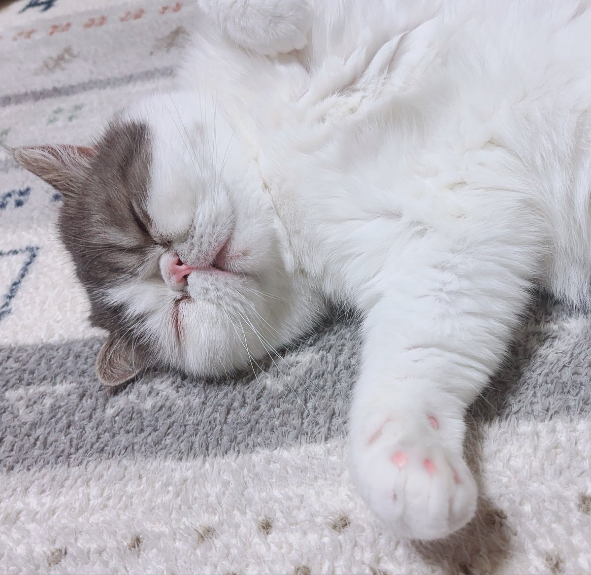 MIRU🐾ポテチ🥔 tweet media