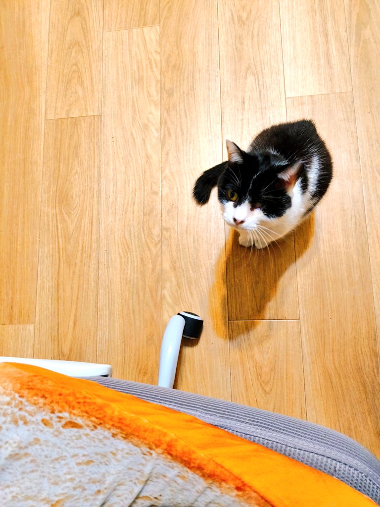 えまえま tweet media