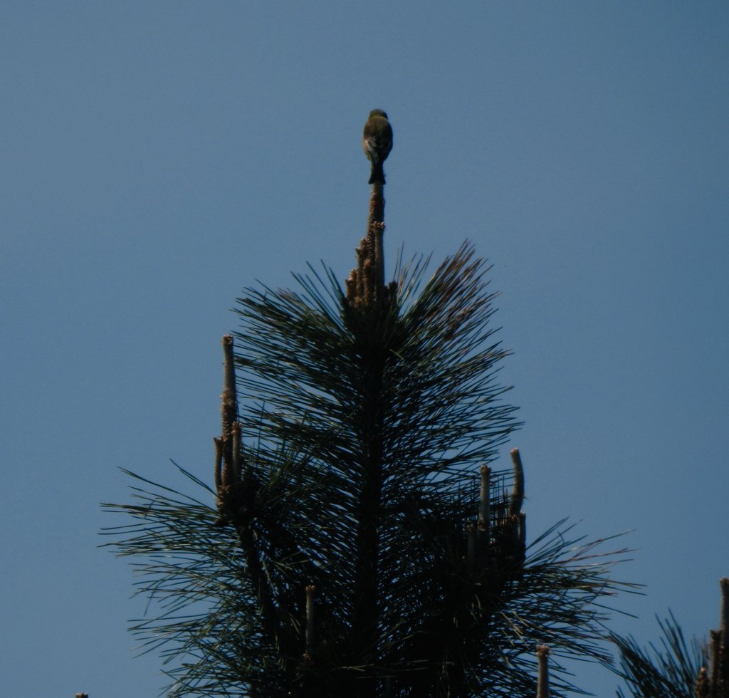 국립세종수목원 처돌이🕯 tweet media