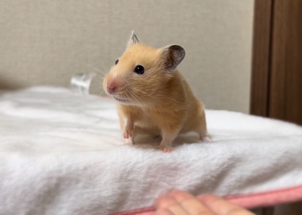 ほにゃ.˚もちむぎ🐹🌾 tweet media