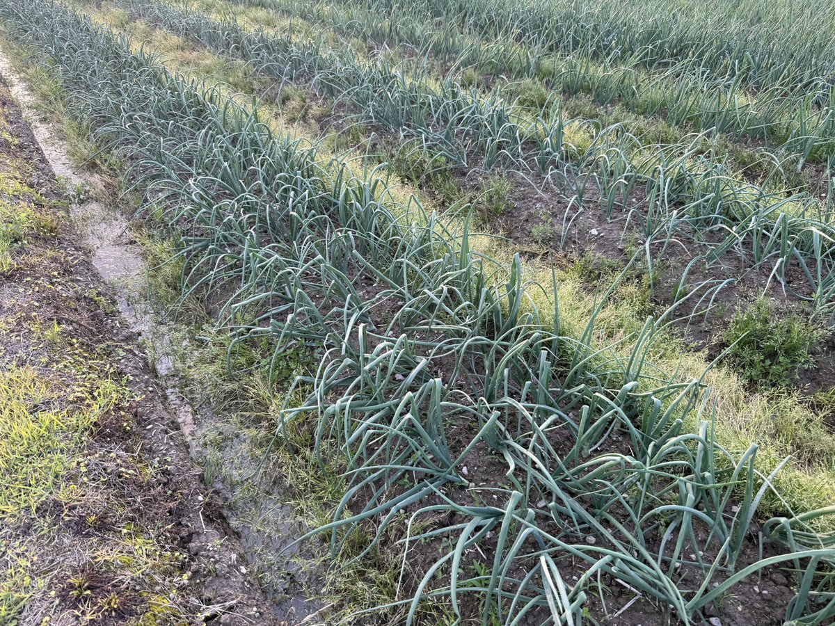 ひまり/素人兼業農家（☺️） tweet media