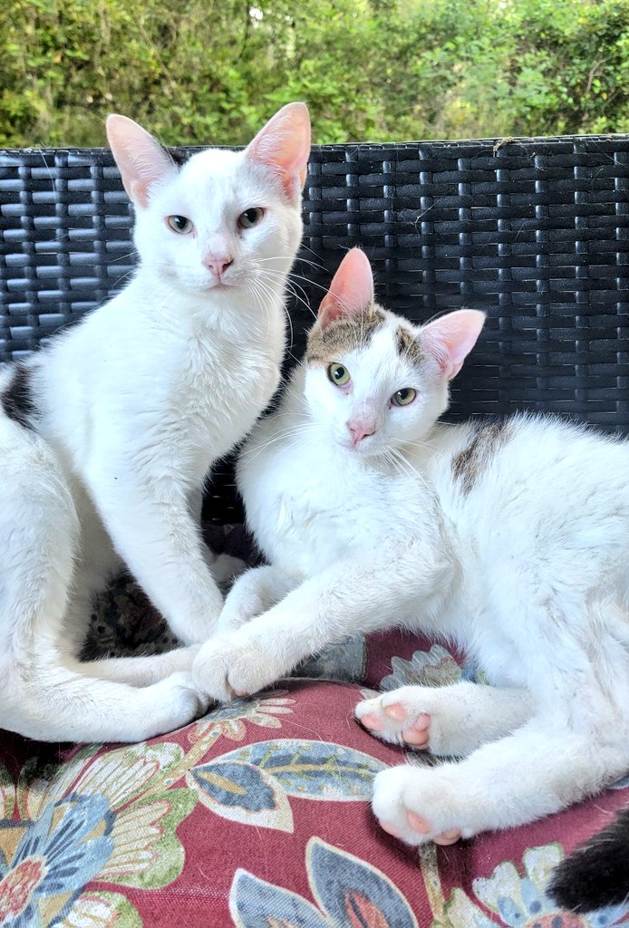Good morning ☀️ ~MooMoo & Goose