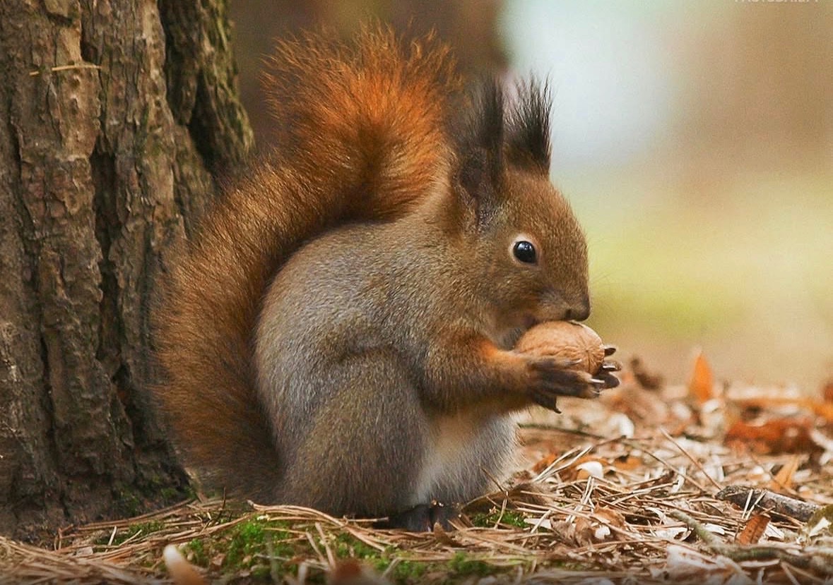 Squirrels hide hundreds of nuts every season, but they only recover around 50% of them. The rest are left behind, helping forests grow.

Those lost nuts can sprout into new trees, turning squirrels into accidental planters that play a key role in spreading and regenerating