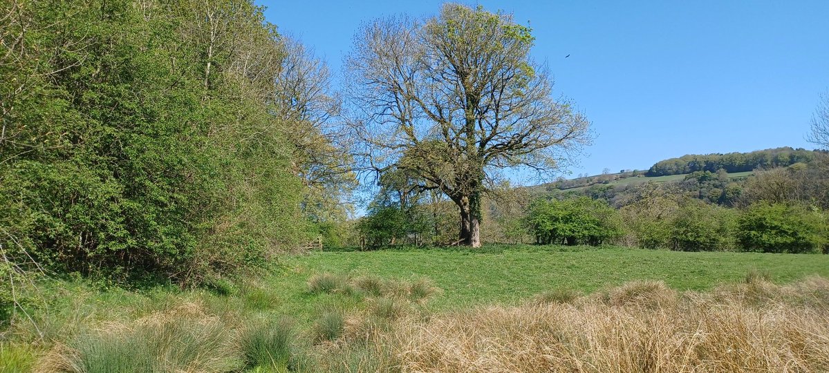 Rob15333645's tweet image. Sunshine blue skies and lots of flowers in bloom #smallholding #wildflowers #peakdistrict