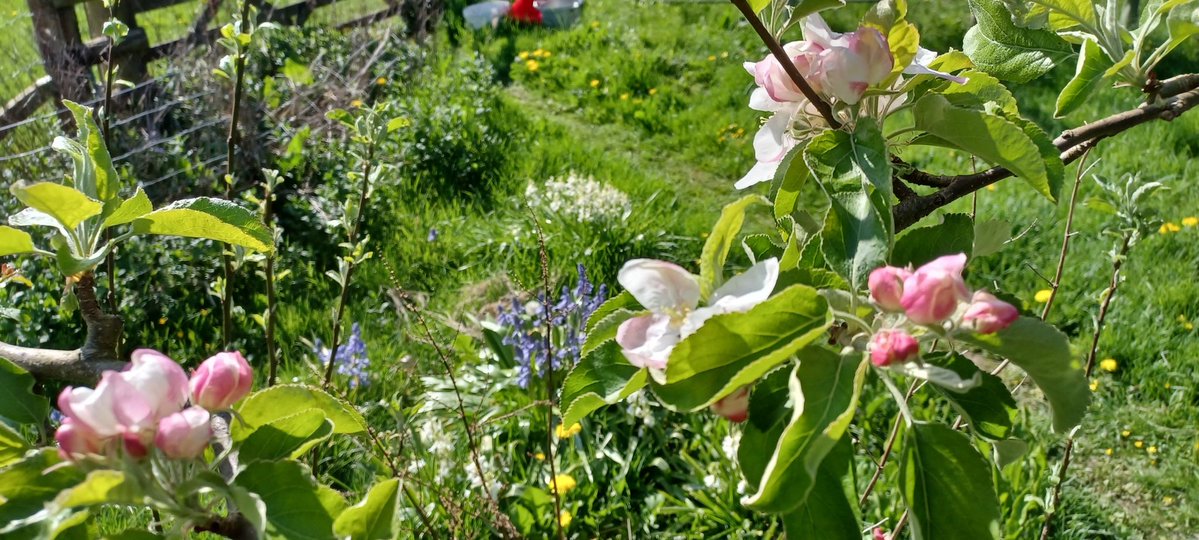 Rob15333645's tweet image. Sunshine blue skies and lots of flowers in bloom #smallholding #wildflowers #peakdistrict