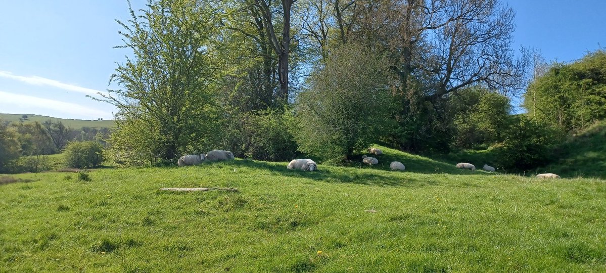Rob15333645's tweet image. Sunshine blue skies and lots of flowers in bloom #smallholding #wildflowers #peakdistrict