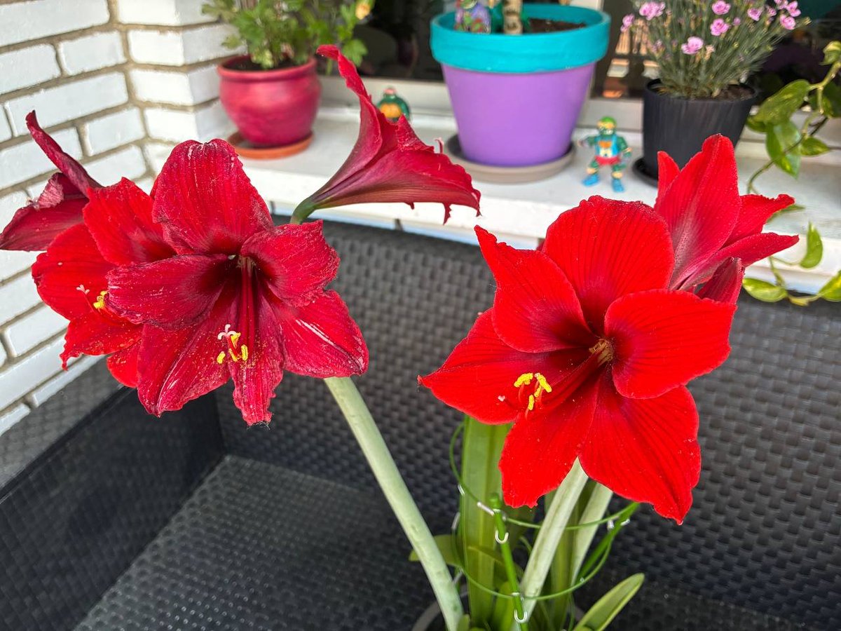 El Kira Gordo tweet media