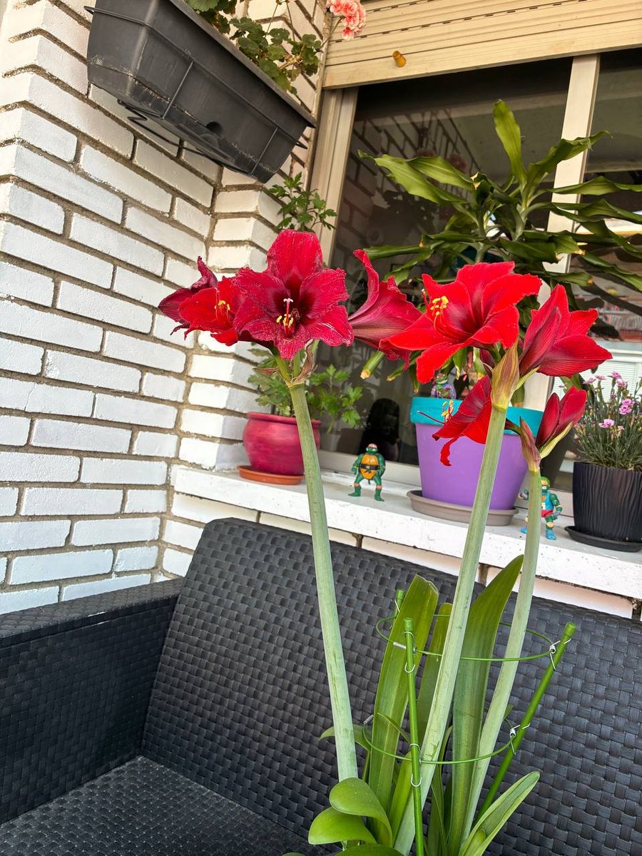 El Kira Gordo tweet media