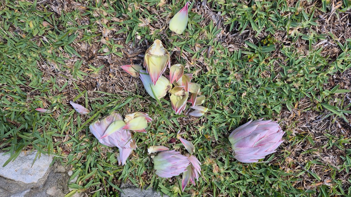 Rene Nel tweet media