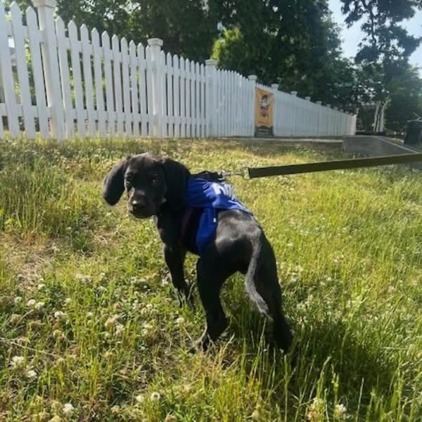 Adoptable puppy of the day-Pappy! tribeagles.org/product/pappy/