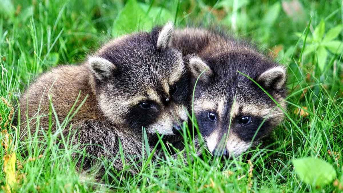 SleepEasyPC's tweet photo. Now many wildlife species are born or emerge from dens. This occurs between March and May. Being aware of these animals and this time of year helps prevent unnecessary disruption and accidental injury of mother's caring for their babies

#GuelphPestControl #SleepEasyPestControl https://t.co/QMhib2X07H