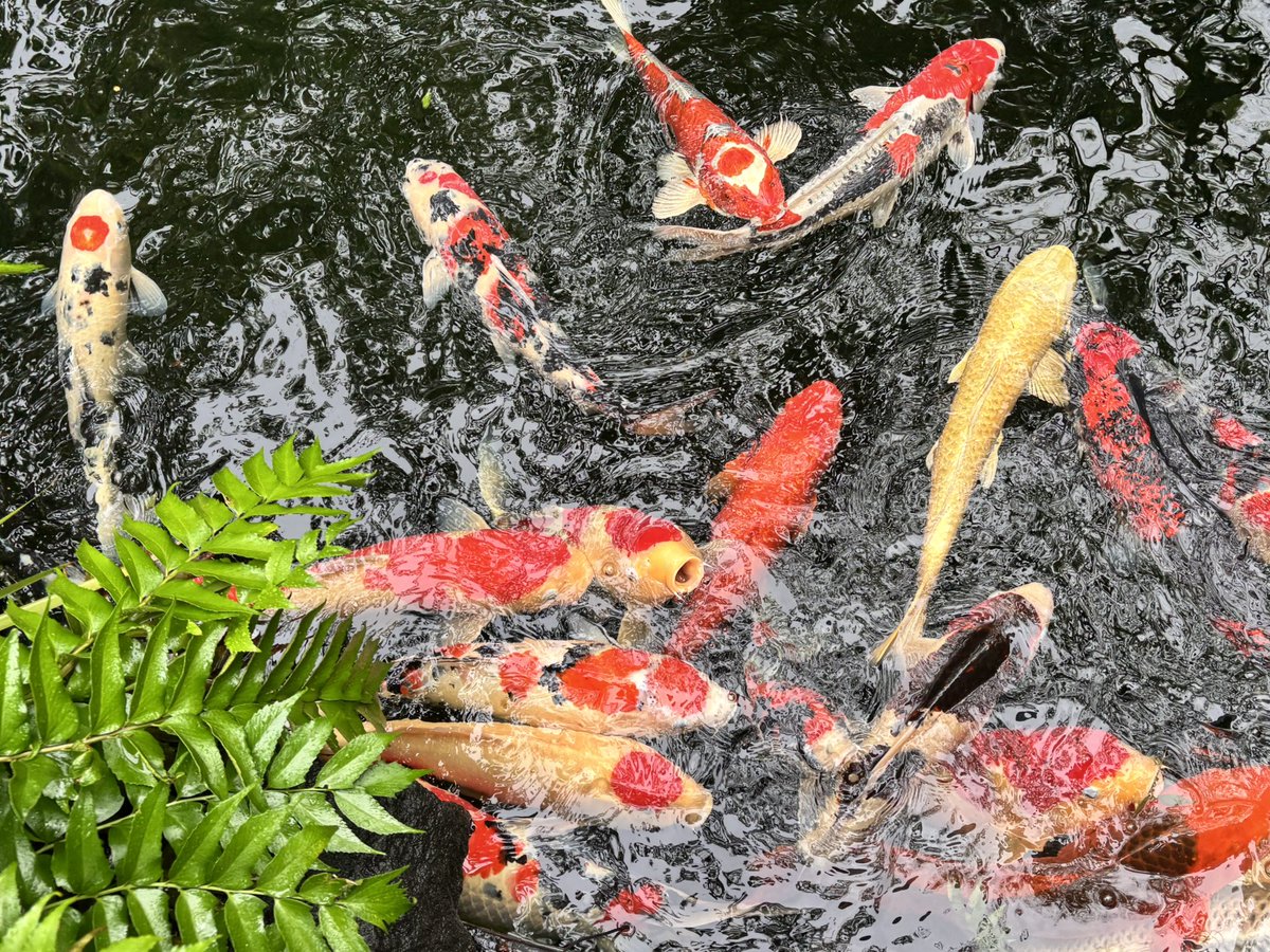 写真撮りたかっただけなのにめちゃくちゃ集まってきちゃった🐟🐟🐟