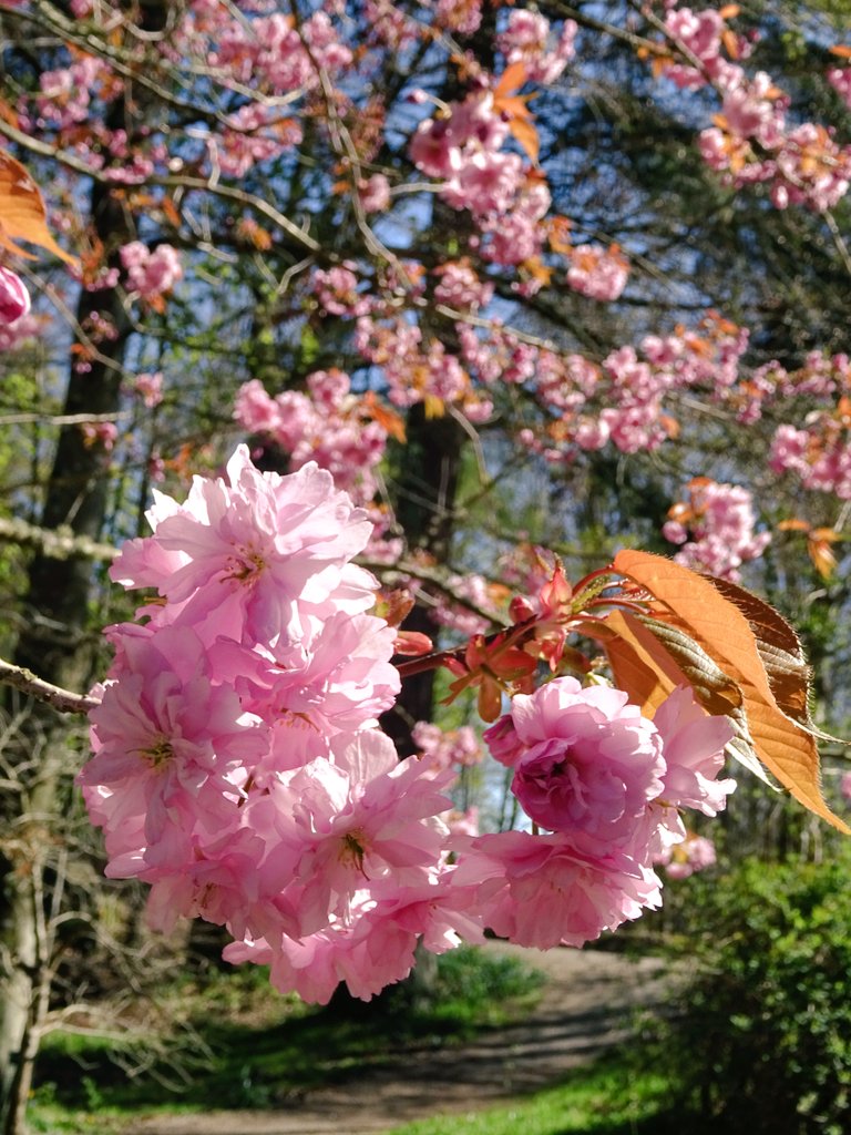niaga_hijau's tweet image. Fabulous fragrant #blossom 🌸
#CherryBlossom Prunus 'Hokusai'
Named after the wonderful artist Hokusai Katsushuka.
Introduced to Europe from Japan by German Botanist Philipp Franz von Siebold in 1866
#nature #spring #pink #sakura
#naturephotography
#naturelovers .. 🌸🍃🩷🕊