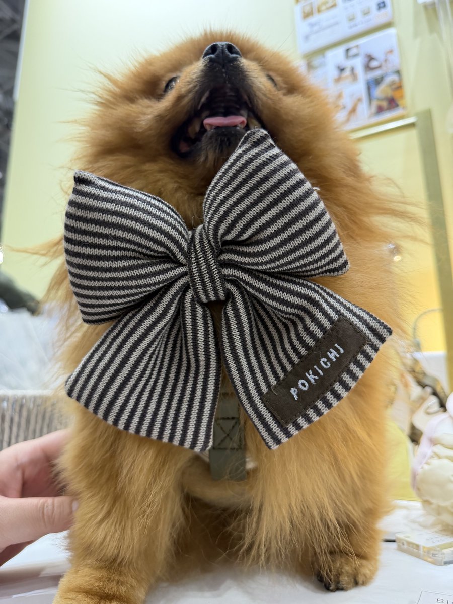 tanunpo's tweet image. ポメラニアン
下からのすがた
#ポメラニアン #pomeranian