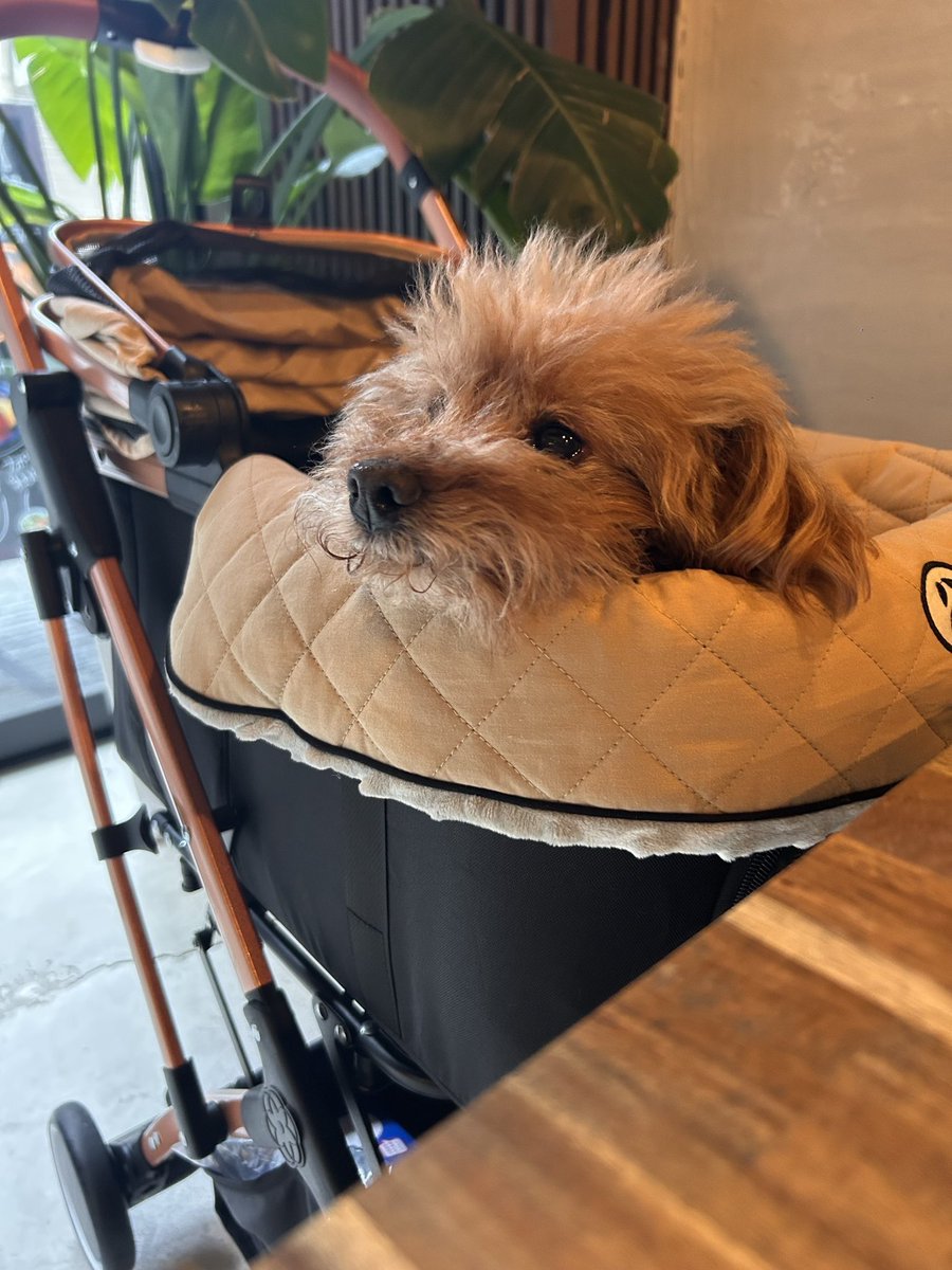 miwa_dj's tweet photo. 📍mofuholic cafe

るーちゃんのお店から
徒歩1分のお店✨
モフホリックカフェ🐶
看板犬のラテくんには
まだ会えなかったけど
米粉のバスクチーズケーキ
すごく濃厚で美味しかった😋
今回はランチに間に合わなかったけどまたランチにも行きたいな🍽️

#ドックフレンドリー

https://t.co/Q7FdGl3rEy https://t.co/7zija3ewwE