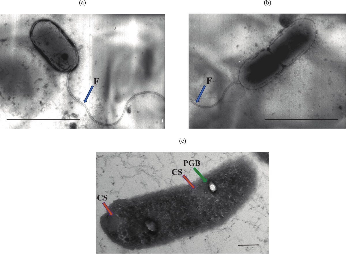 protasov_evgeni's tweet image. Acidithiobacillus sibiricus sp. nov., a novel extremely acidophilic sulfur-oxidizing bacterium isolated from a magmatic sulfide-rich ore deposit
#microbiology #taxonomy #NewSpecies #bacteria
doi.org/10.1016/j.syap…
