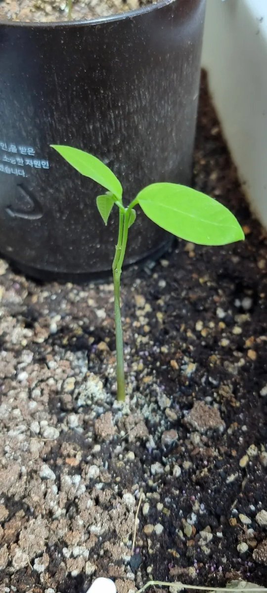 슈르🏳️‍🌈🏳️‍⚧️덕질계 tweet media