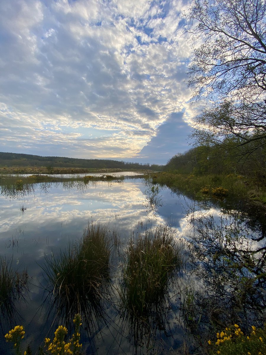 AilishSinclair's tweet image. Sky, loch, gorse. April in Scotland. #clouds