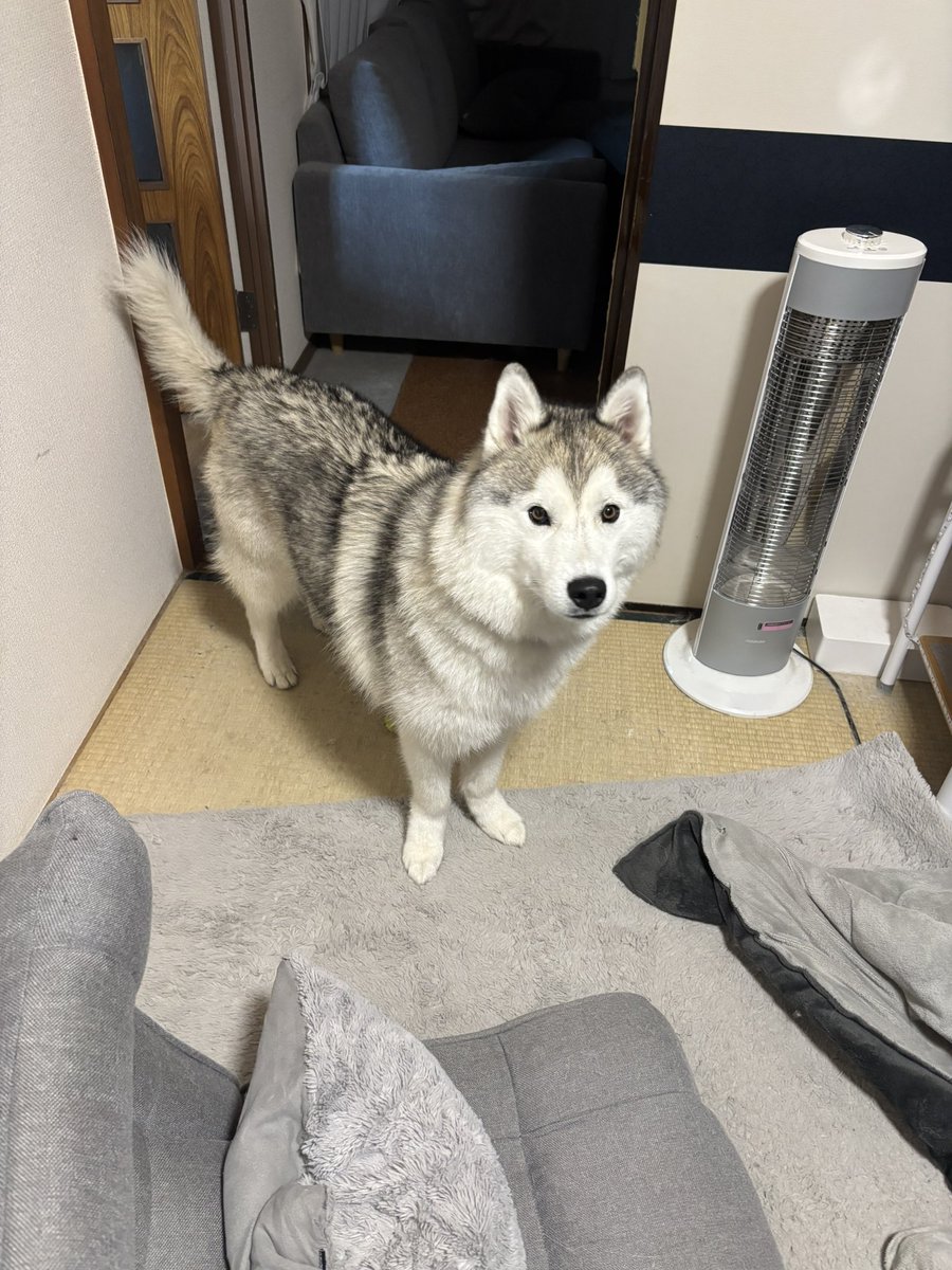 ガブちゃん tweet media