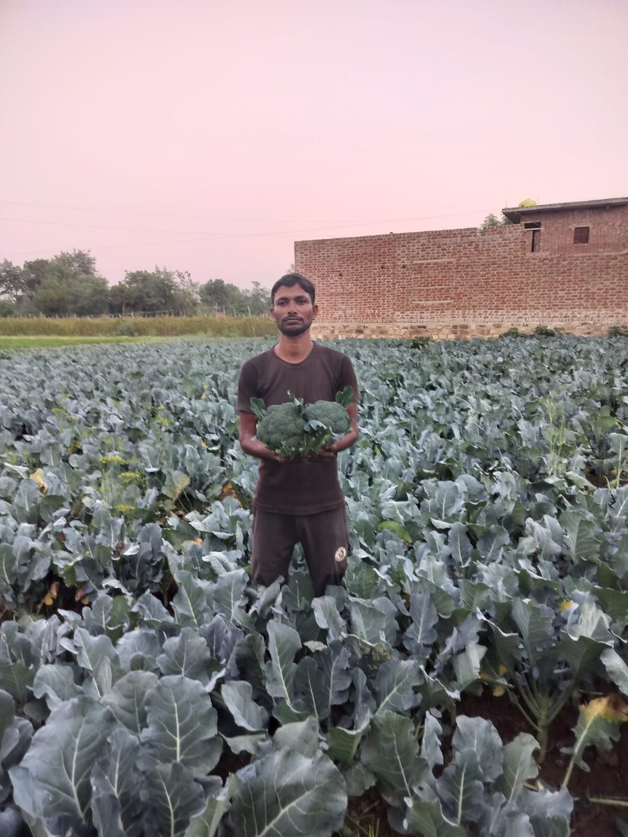 dmgwalior's tweet image. ब्रोकली की खेती से चमकी अर्जुन की किस्मत 
 ग्वालियर जिले के ग्राम सोजना के किसान अर्जुन कुशवाह ने पारंपरिक फसलों की जगह ब्रोकली (विदेशी गोभी) की खेती अपनाकर उन्होंने अपनी आय में उल्लेखनीय वृद्धि की है
#gwalior 
#agriculture 
#farmers 
@CMMadhyaPradesh