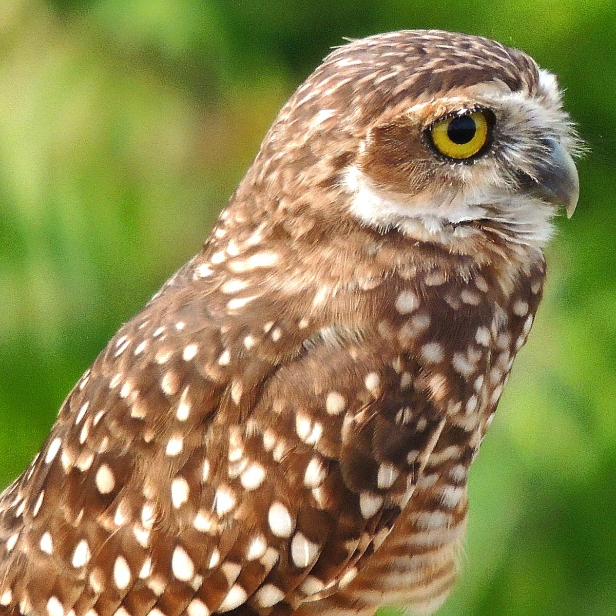 ♧Pamploninha♤ #Chronoverso tweet media