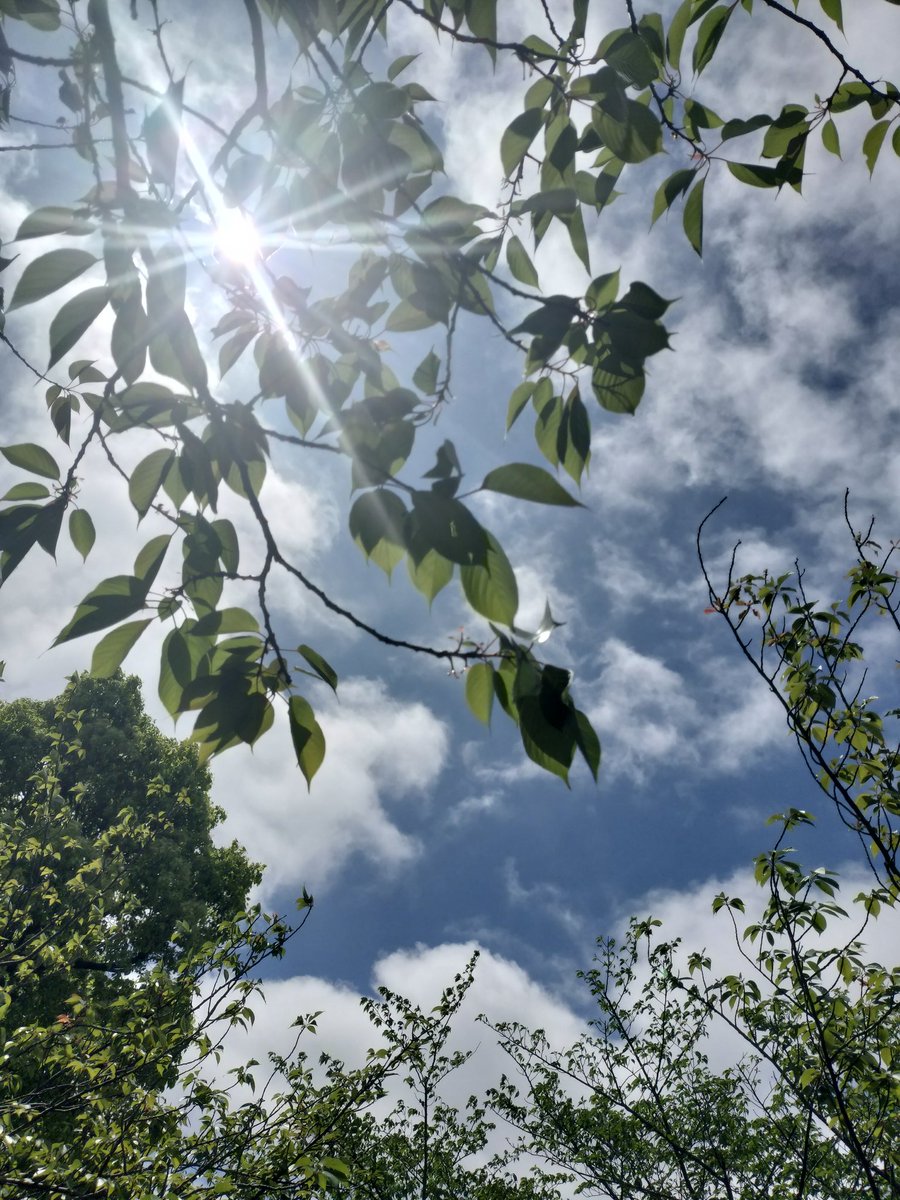 とくちゃん🎻走るバイオリニスト tweet media