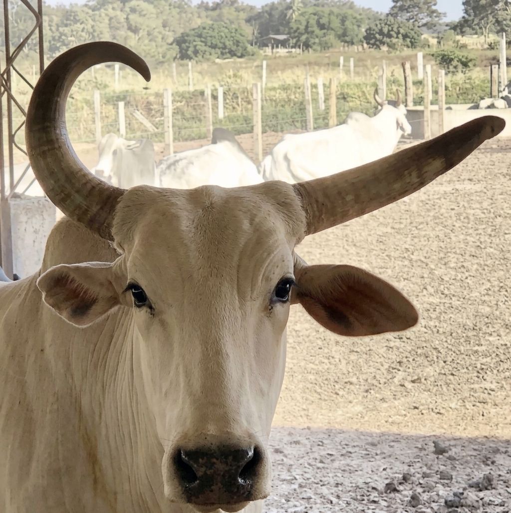 Ramin Nasibov tweet media