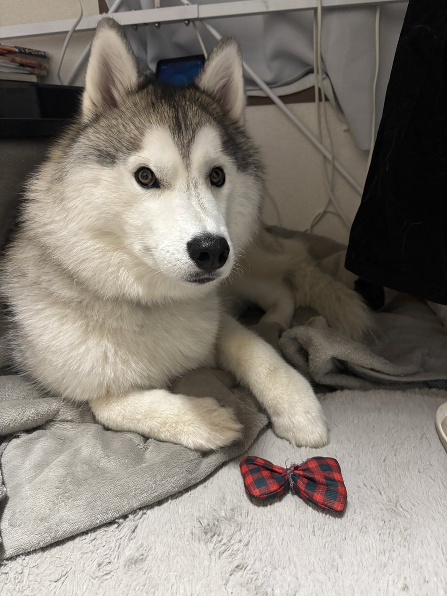 ガブちゃん tweet media