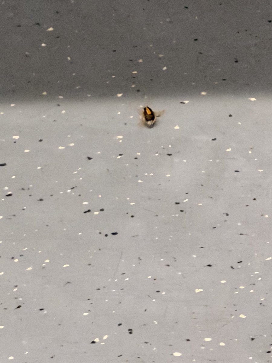 NathalyBlanco8's tweet photo. @metrodesantiago En la Linea 2 acabo de ver bichos que parecen o son chinches!
Deberían sanitizar los vagones, hace semanas está dando vuelta videos en las redes sociales y me percato que es verdad 😫 https://t.co/9PQg12BL3A
