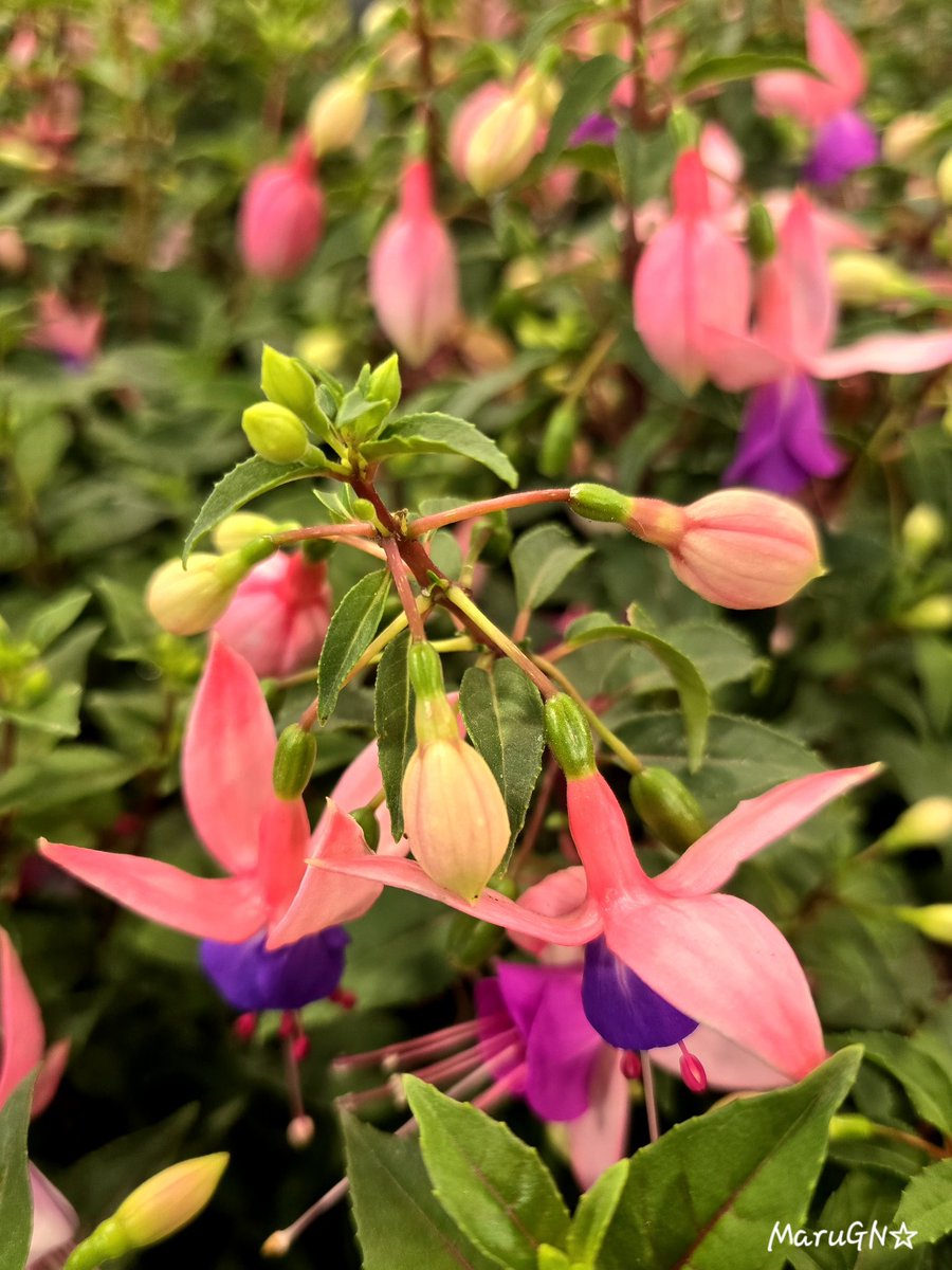 gn_maru's tweet image. "La edad no puede marchitarla, ni la costumbre agotar su infinita variedad".
William Shakespeare
🎭 Antonio y Cleopatra (1606)
#MagentaMonday #quotes #Photography #Fotografía #hacerfotos