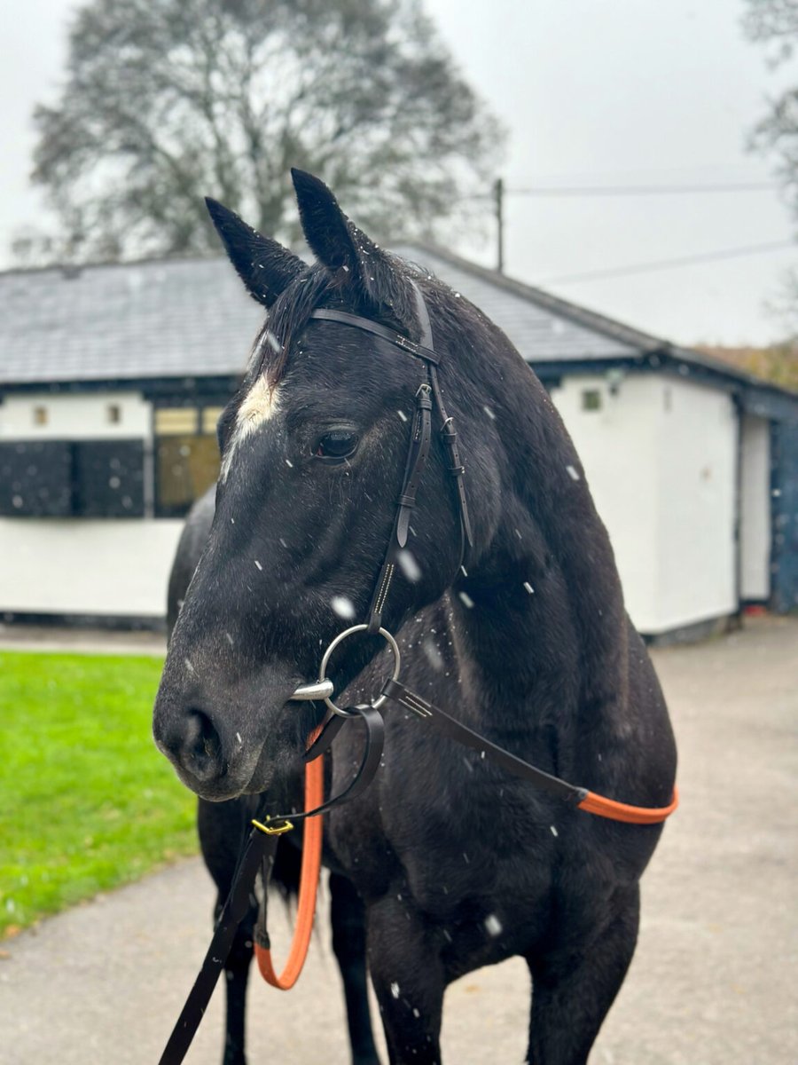 DanHorses2's tweet image. Racing Club @Racingclubvip Runner 

#Bath @BathRacecourse

5.00 - Denbys Dream 😴 

Thomas Greatrex 
Charlie Pike 

Safe Return 

🏇🐴💙