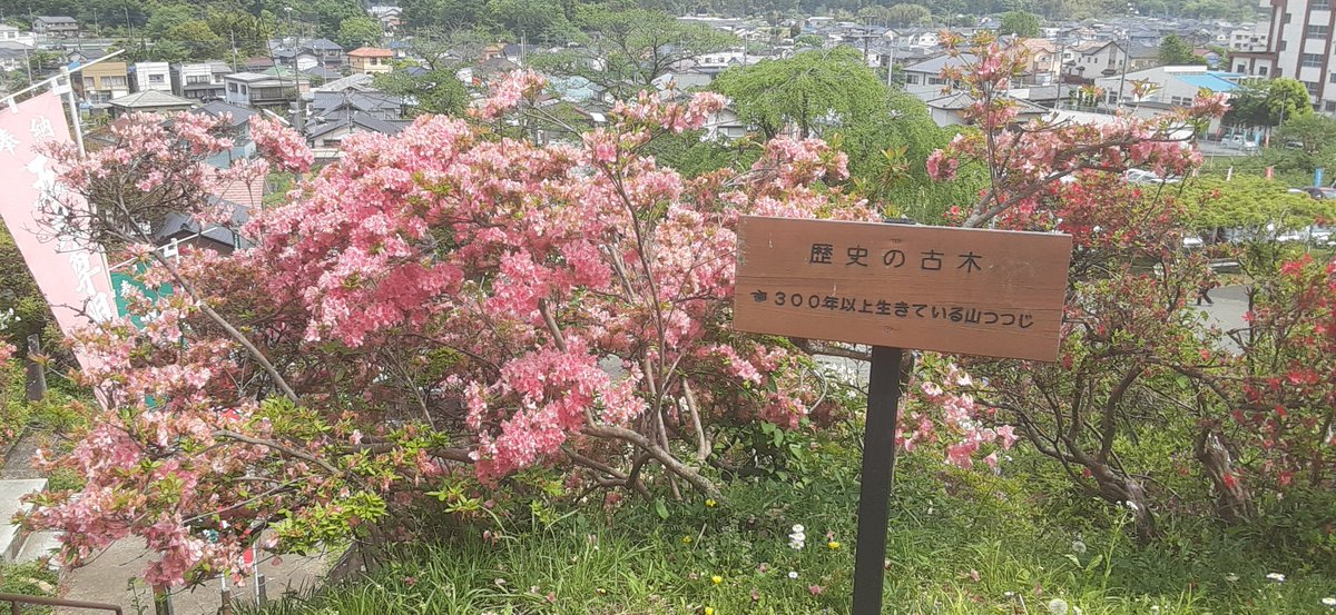 埼多ハニワwith埼玉大好きキャラ玉埼彩歌＆宮浦槻与 tweet media