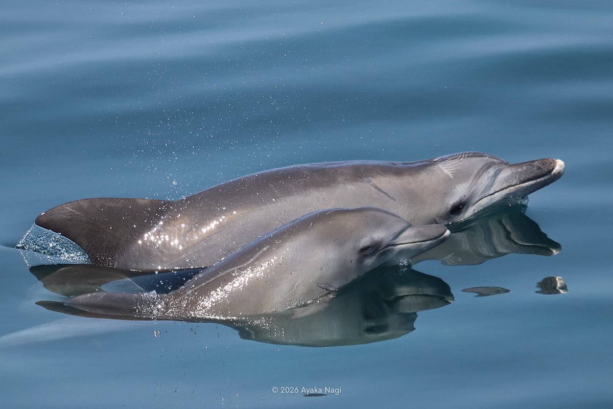 ayaka__dolphin's tweet photo. 200頭の群れ、そしてベタ凪すぎる海
最高のイルカウォッチングでした😌
#天草 #熊本 #イルカウォッチング https://t.co/aWmqTgr3XI