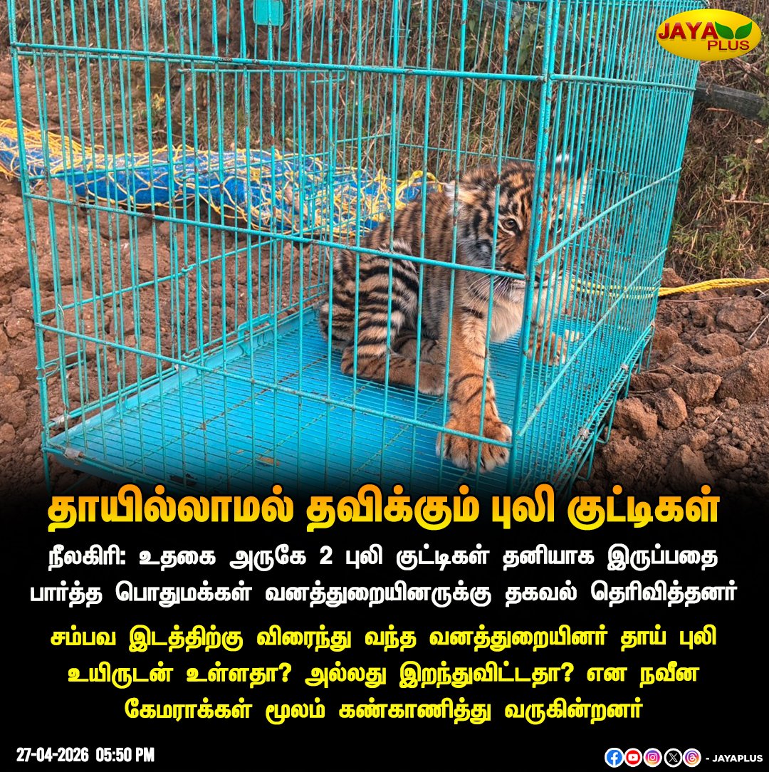 jayapluschannel's tweet image. தாயில்லாமல் தவிக்கும்  புலி குட்டிகள் 

#Nilagiri #Tiger #ForestOfficer #JayaPlus