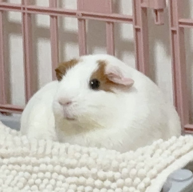 망둥이!!! tweet media