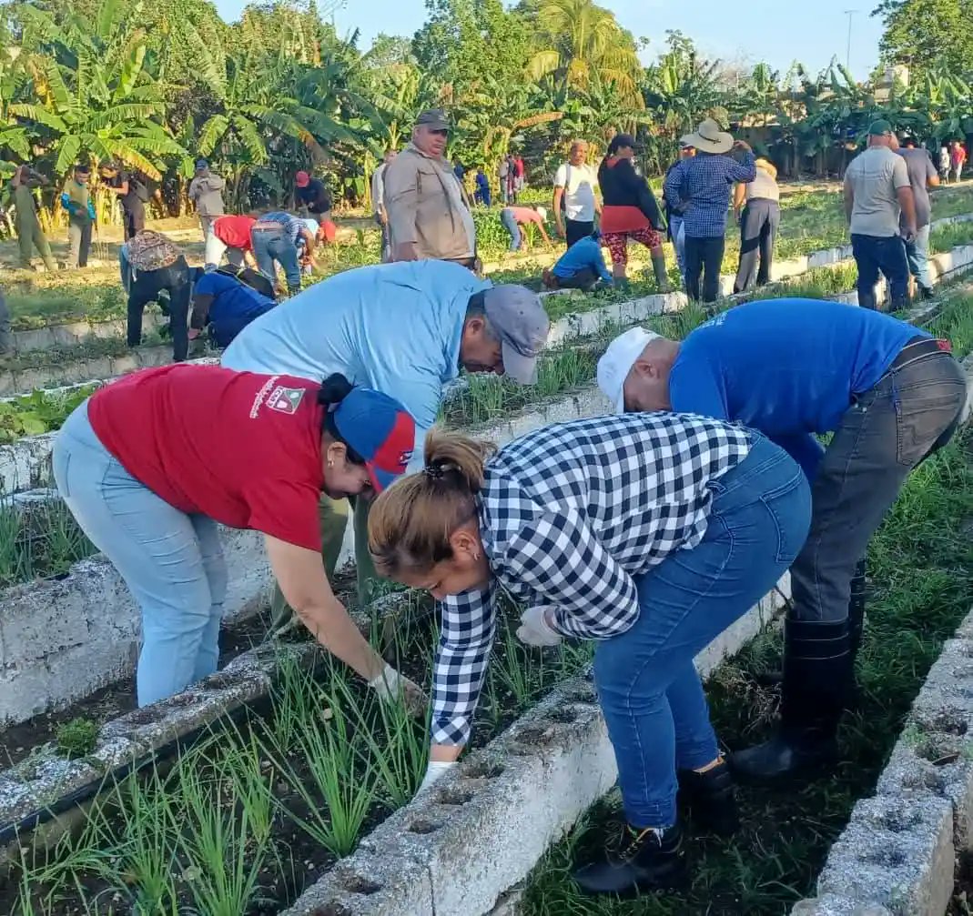 #VillaClara| ➡️ Realizan trabajo voluntario en el organopónico Voluntad, de Santa Clara.

goo.su/IPNVm
