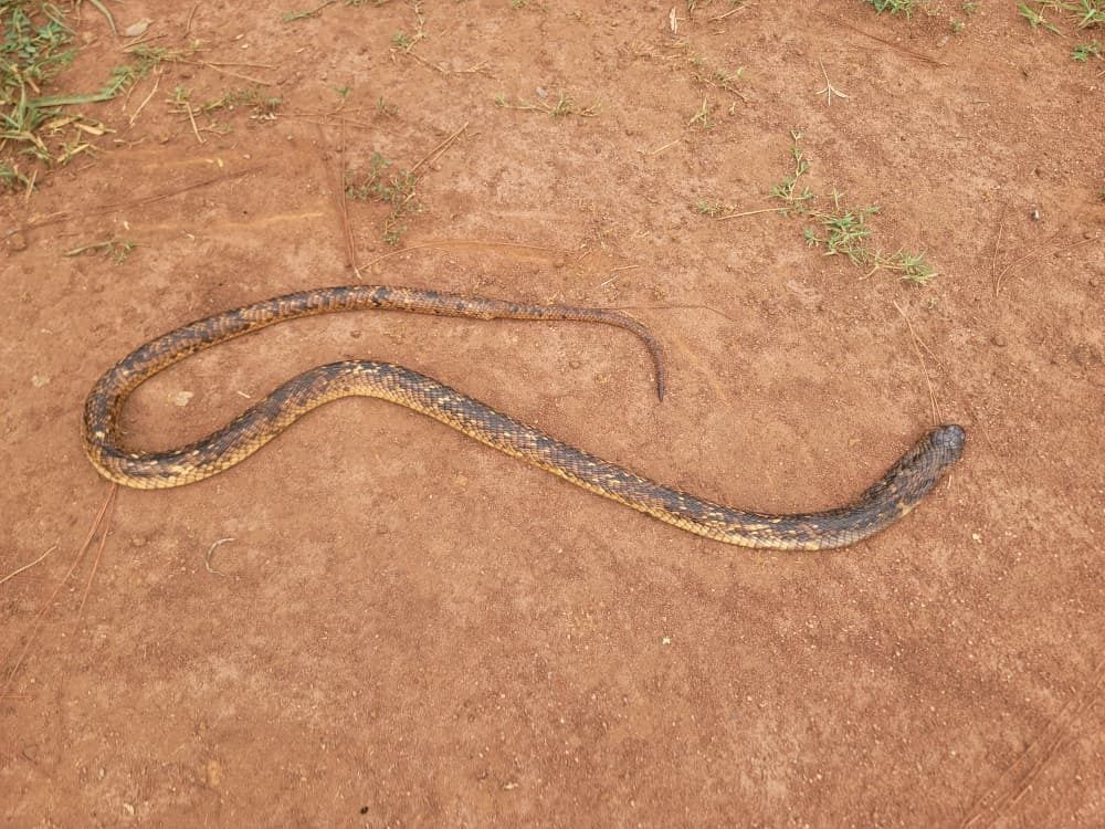 VectorShieldPC's tweet photo. Snakes play a role in healthy ecosystems, but keeping them out of yards/homes protects people, pets, and the snakes. Remove wood/rock piles &amp; tall grass, seal gaps, secure trash/birdseed, mow/prune, add smooth buried/angled fencing, and never handle - call for professional help https://t.co/Vq7EurfKDA