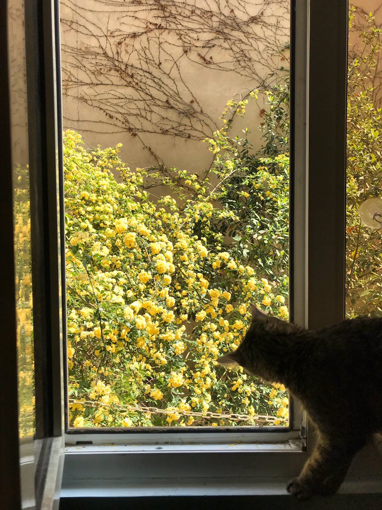 پنجره ی نجات بود تو روزهای جنگ