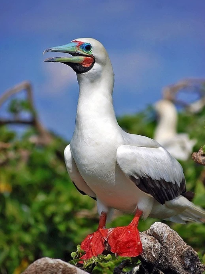 AdventureLifer's tweet photo. Save up to 25% on select 2026 departures ✨
Explore the Galápagos’ western islands—wildlife encounters, volcanic landscapes &amp; snorkeling adventures.
Learn more: https://t.co/NkSt4fIpuD
#AdventureLife #Galapagos #TravelDeals #AdventureTravel #CruiseLife https://t.co/QPNy4mzCH4