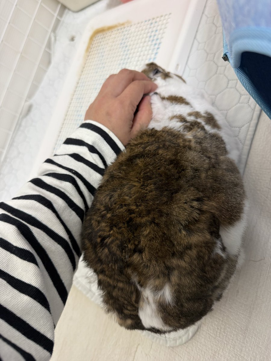 ペル🐰チャクル🐰はる🐶 tweet media
