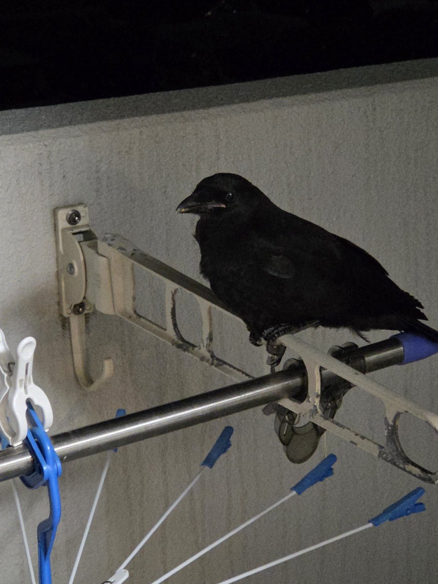 tomozo0717's tweet photo. 洗濯物干そうと思って窓開けたら、ベランダに漆黒の堕天使おって声出た。 https://t.co/sWL7mZCWMU