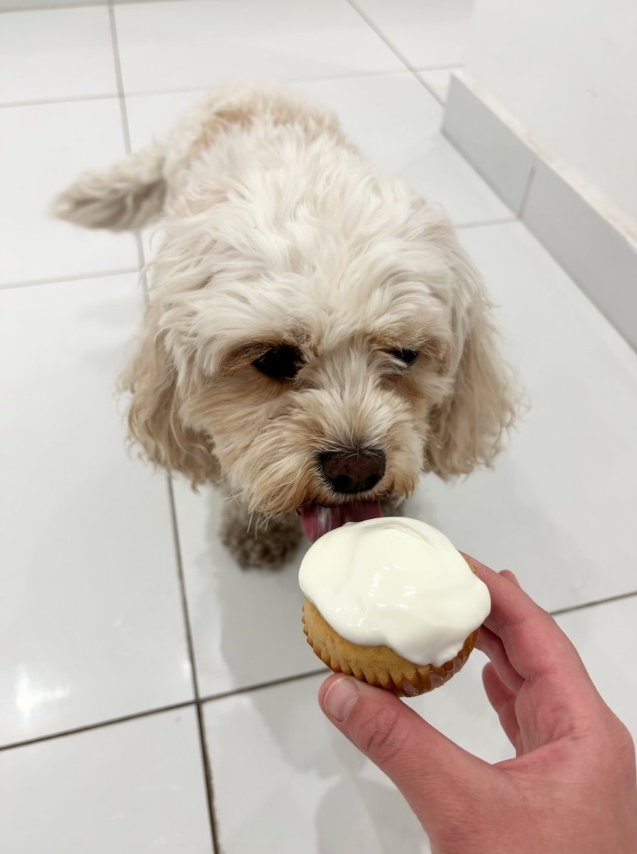 gandsdogcare's tweet image. Happy 4th Birthday Sophie 🧁🥳🎉 #islington #london #northlondon #barnsbury #canonbury #angel #kingscross #dogdaycare #doggiedaycare #doggydaycare #happybirthday #birthday #birthdayparty #birthdaycake #birthdaybiscuits #homemadedogtreats #pupcakes #birthdaygirl #cavachon