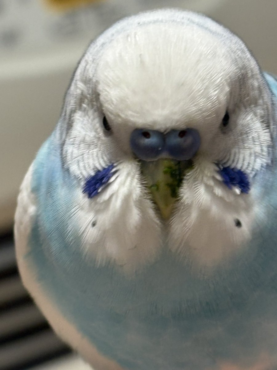 abura tweet media